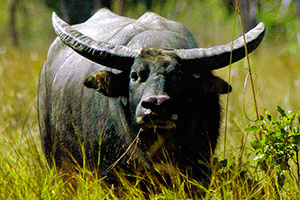 fælde Utålelig bryst Water buffalo hunting Australia: Northern TerritoryAustralian Hunting  Consultants
