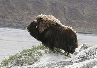 Musk ox