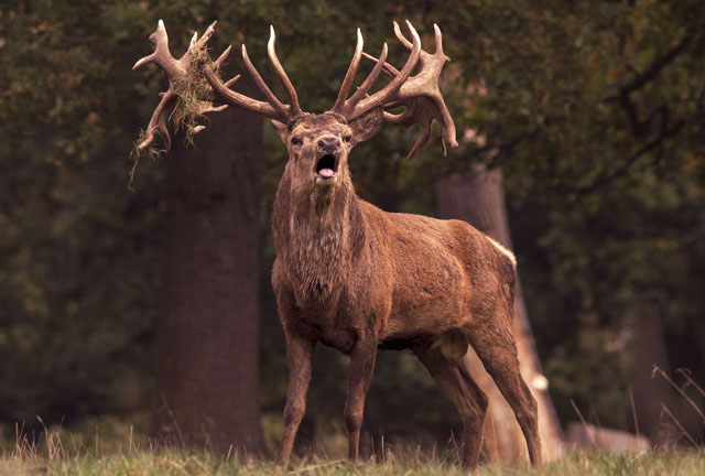 Majestic Sambar Stag - Australian Hunting Consultants